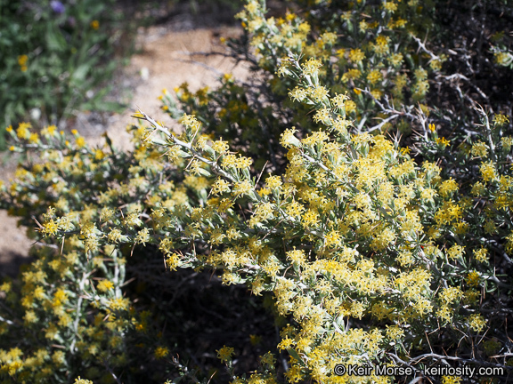 Image of longspine horsebrush