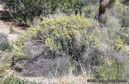 Image of longspine horsebrush