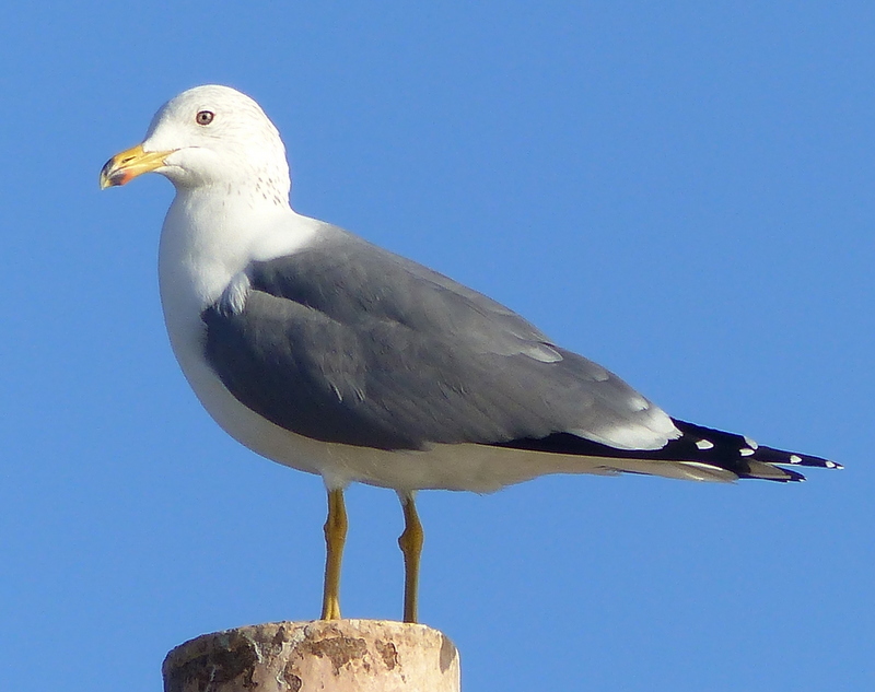 Image of Armenian Gull