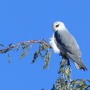 Image of Black-shouldered Kite