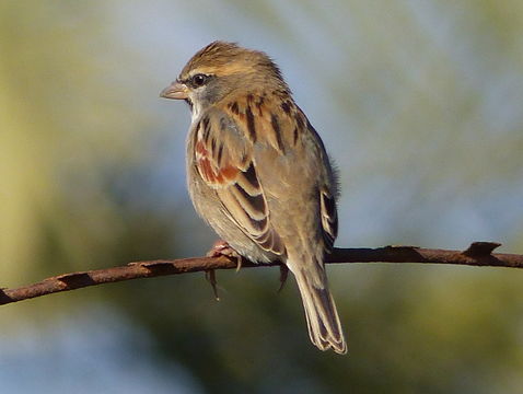 Image of Dead Sea Sparrow