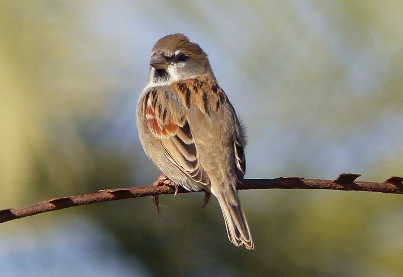 Image of Dead Sea Sparrow