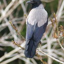 Image of Hooded Crow