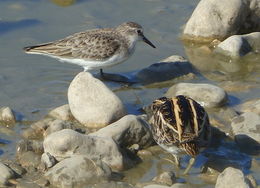 Imagem de Calidris minuta (Leisler 1812)