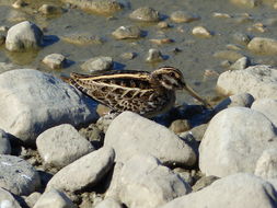 Image of Jack Snipe