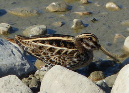 Image of Jack Snipe