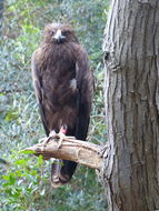 Image of Lesser Spotted Eagle