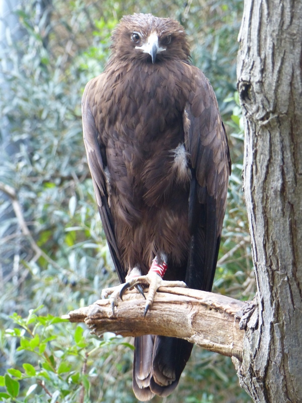 Image of Lesser Spotted Eagle