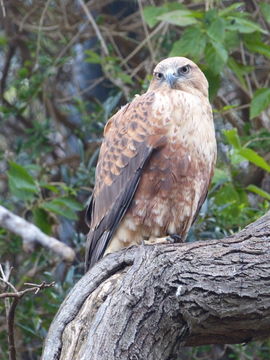 Image of Long-legged Buzzard