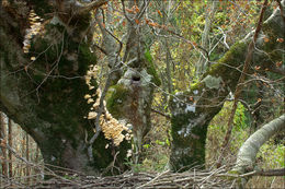 Image of Trametes pubescens (Schumach.) Pilát 1939