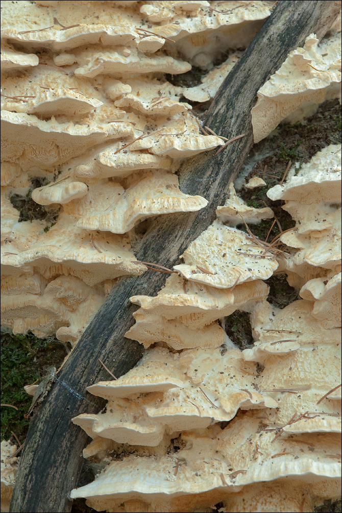 Image of Trametes pubescens (Schumach.) Pilát 1939