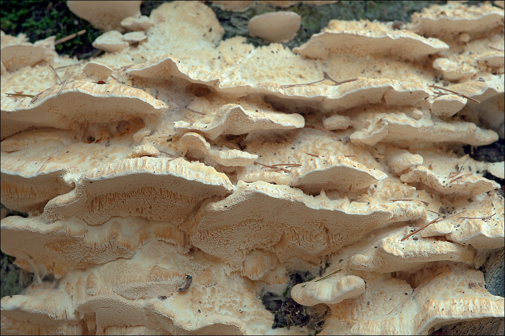 Image of Trametes pubescens (Schumach.) Pilát 1939