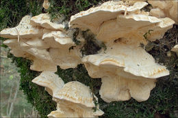 Image of Trametes pubescens (Schumach.) Pilát 1939