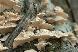 Image of Trametes pubescens (Schumach.) Pilát 1939