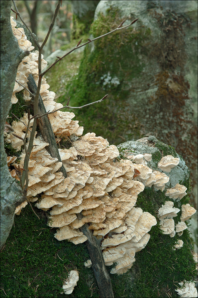 Image of Trametes pubescens (Schumach.) Pilát 1939