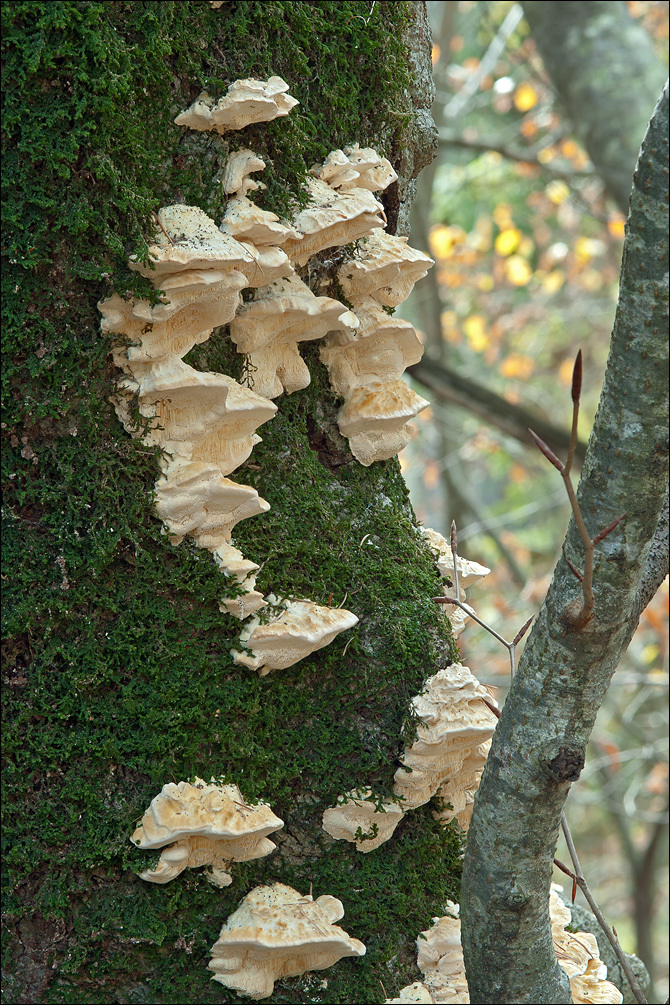 Image of Trametes pubescens (Schumach.) Pilát 1939