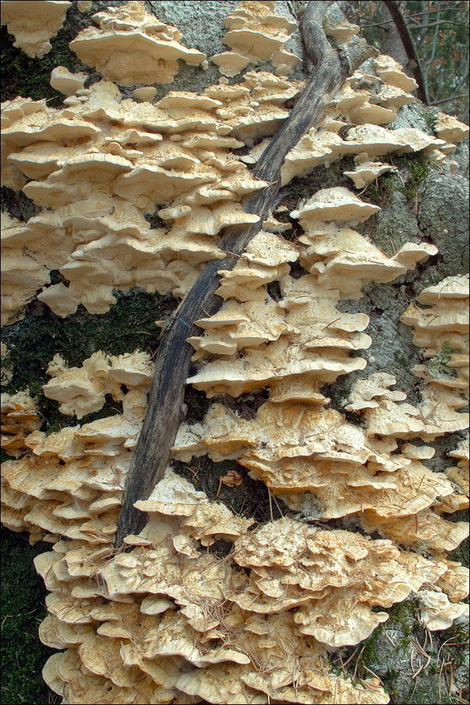 Image of Trametes pubescens (Schumach.) Pilát 1939