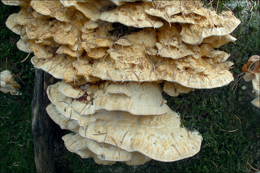 Image of Trametes pubescens (Schumach.) Pilát 1939