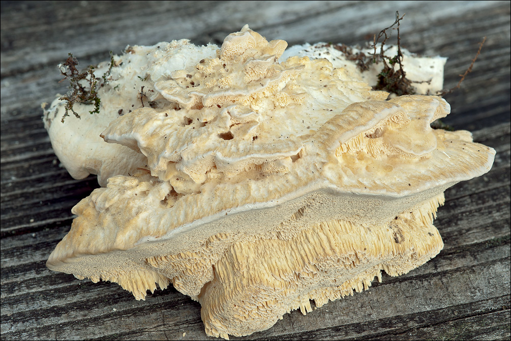 Image of Trametes pubescens (Schumach.) Pilát 1939