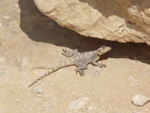 Image of Roughtail Rock Agama