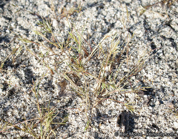 Image of common Mediterranean grass