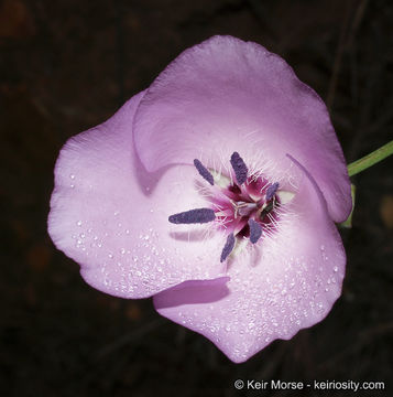 Image of splendid mariposa lily