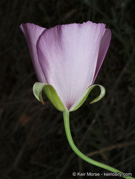 Image of splendid mariposa lily