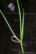 Image de Calochortus splendens Douglas ex Benth.