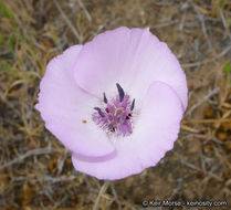 Image de Calochortus splendens Douglas ex Benth.