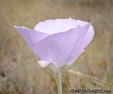 Image de Calochortus splendens Douglas ex Benth.