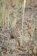 Image de Calochortus splendens Douglas ex Benth.