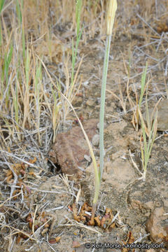 Image of splendid mariposa lily