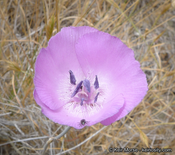 Image de Calochortus splendens Douglas ex Benth.