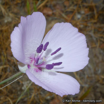 Image of splendid mariposa lily