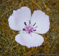 Image de Calochortus splendens Douglas ex Benth.