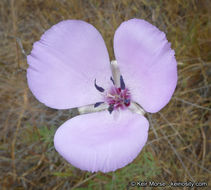 Image de Calochortus splendens Douglas ex Benth.