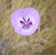 Image de Calochortus splendens Douglas ex Benth.