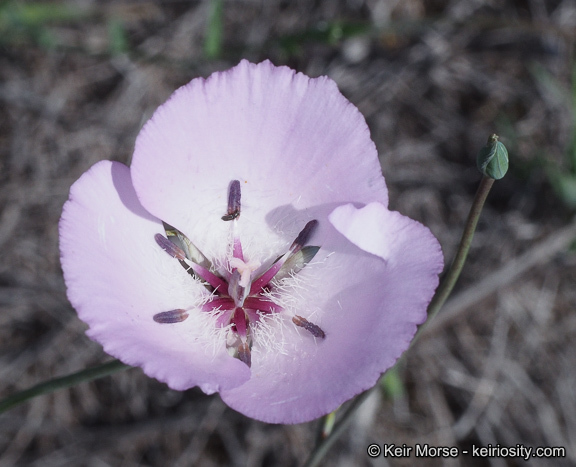 Image de Calochortus splendens Douglas ex Benth.