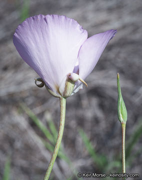 Image of splendid mariposa lily