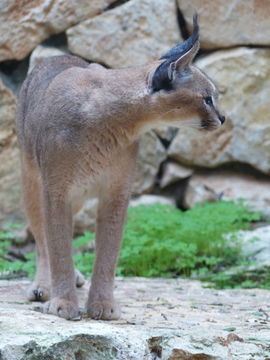 Image of Caracal