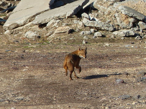 Image of golden jackal