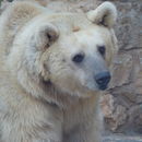 Image of Syrian brown bear