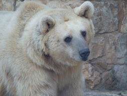 Image of Syrian brown bear