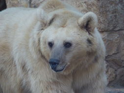 Image of Syrian brown bear