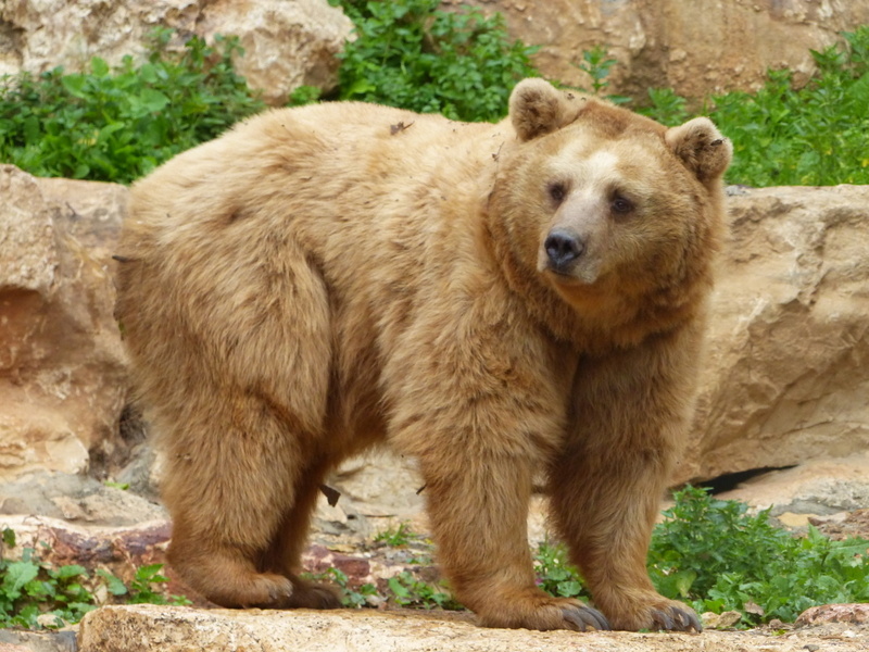 Image of Syrian brown bear