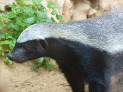 Image of Honey Badger