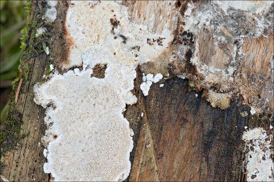 Image of Cinereomyces lindbladii (Berk.) Jülich 1982