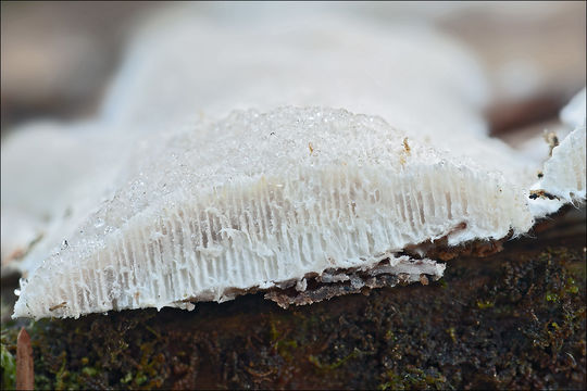 Imagem de Cinereomyces lindbladii (Berk.) Jülich 1982