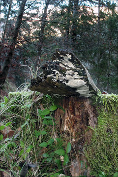 Image of Cinereomyces lindbladii (Berk.) Jülich 1982