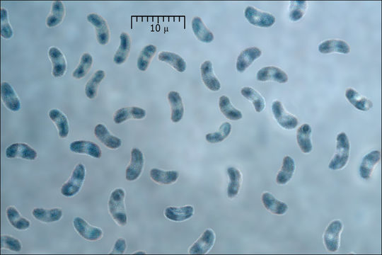 Image of Cinereomyces lindbladii (Berk.) Jülich 1982